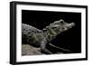 Osteolaemus Tetraspis (Dwarf Crocodile)-Paul Starosta-Framed Photographic Print