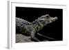 Osteolaemus Tetraspis (Dwarf Crocodile)-Paul Starosta-Framed Photographic Print