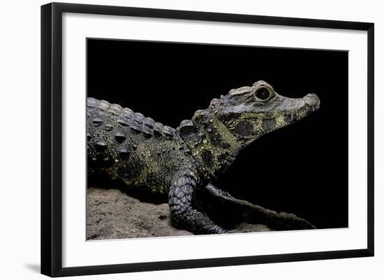 Osteolaemus Tetraspis (Dwarf Crocodile)-Paul Starosta-Framed Photographic Print