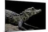 Osteolaemus Tetraspis (Dwarf Crocodile)-Paul Starosta-Mounted Photographic Print