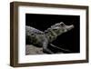 Osteolaemus Tetraspis (Dwarf Crocodile)-Paul Starosta-Framed Photographic Print