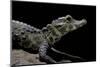 Osteolaemus Tetraspis (Dwarf Crocodile)-Paul Starosta-Mounted Photographic Print