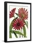 Osteospermum-The Drammis Collection-Framed Giclee Print