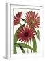 Osteospermum-The Drammis Collection-Framed Giclee Print