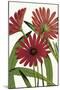 Osteospermum-The Drammis Collection-Mounted Giclee Print