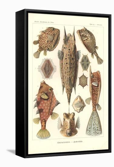 Ostracion - Teleosts, Pl.42 from 'Kunstformen Der Natur', Engraved by Adolf Giltsch, Published 1904-Ernst Haeckel-Framed Stretched Canvas