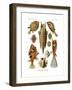 Ostraciontes, 1899-1904-null-Framed Giclee Print