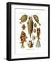 Ostraciontes, 1899-1904-null-Framed Giclee Print