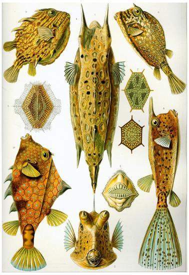 Poster, , large