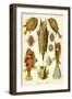 Ostraciontes - Scheiben-Strahlinge - Heliodiscus-null-Framed Giclee Print