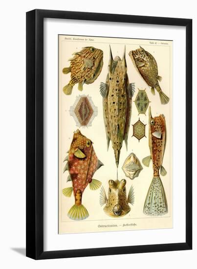 Ostraciontes - Scheiben-Strahlinge - Heliodiscus-null-Framed Giclee Print