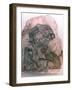 Ostracon Fragment, Cheetah, Bird and Monkey, Egypt Artist: Unknown-Unknown-Framed Giclee Print