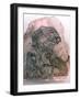 Ostracon Fragment, Cheetah, Bird and Monkey, Egypt Artist: Unknown-Unknown-Framed Giclee Print