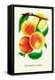 Ostrander's Late Peaches-null-Framed Stretched Canvas