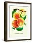 Ostrander's Late Peaches-null-Framed Art Print