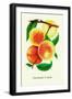 Ostrander's Late Peaches-null-Framed Art Print