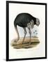 Ostrich, 1864-null-Framed Giclee Print