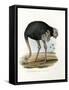 Ostrich, 1864-null-Framed Stretched Canvas