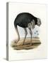 Ostrich, 1864-null-Stretched Canvas