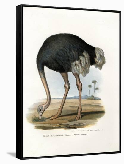 Ostrich, 1864-null-Framed Stretched Canvas