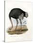 Ostrich, 1864-null-Stretched Canvas