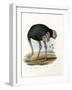 Ostrich, 1864-null-Framed Giclee Print