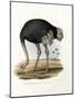 Ostrich, 1864-null-Mounted Giclee Print