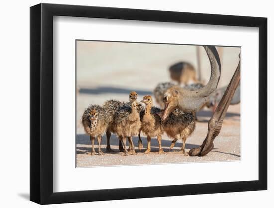 Ostrich chicks gathered near adult, Kgalagadi Transfrontier Park-Ann & Steve Toon-Framed Photographic Print