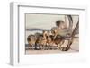 Ostrich chicks gathered near adult, Kgalagadi Transfrontier Park-Ann & Steve Toon-Framed Photographic Print