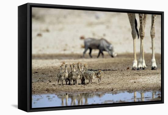 Ostrich Chicks (Struthio Camelus) Etosha Np, Namibia. Giraffe Legs And Distant Warthog-Tony Heald-Framed Stretched Canvas