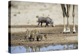 Ostrich Chicks (Struthio Camelus) Etosha Np, Namibia. Giraffe Legs And Distant Warthog-Tony Heald-Stretched Canvas