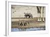 Ostrich Chicks (Struthio Camelus) Etosha Np, Namibia. Giraffe Legs And Distant Warthog-Tony Heald-Framed Photographic Print