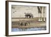 Ostrich Chicks (Struthio Camelus) Etosha Np, Namibia. Giraffe Legs And Distant Warthog-Tony Heald-Framed Photographic Print