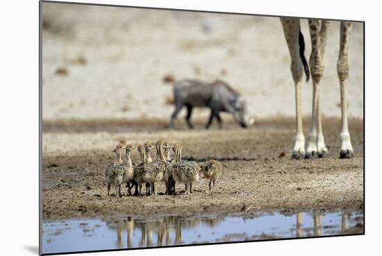 Ostrich Chicks (Struthio Camelus) Etosha Np, Namibia. Giraffe Legs And Distant Warthog-Tony Heald-Mounted Photographic Print