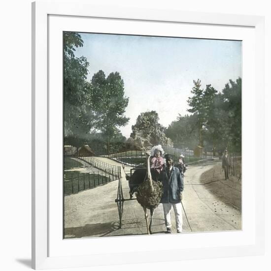 Ostrich-Drawn Carriage, Paris, Zoological Garden, Circa 1890-Leon, Levy et Fils-Framed Photographic Print