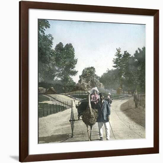 Ostrich-Drawn Carriage, Paris, Zoological Garden, Circa 1890-Leon, Levy et Fils-Framed Photographic Print