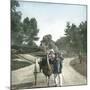 Ostrich-Drawn Carriage, Paris, Zoological Garden, Circa 1890-Leon, Levy et Fils-Mounted Photographic Print