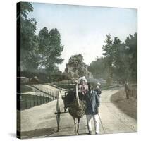 Ostrich-Drawn Carriage, Paris, Zoological Garden, Circa 1890-Leon, Levy et Fils-Stretched Canvas