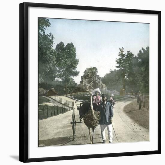 Ostrich-Drawn Carriage, Paris, Zoological Garden, Circa 1890-Leon, Levy et Fils-Framed Photographic Print