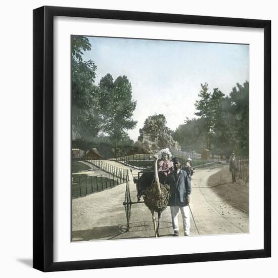 Ostrich-Drawn Carriage, Paris, Zoological Garden, Circa 1890-Leon, Levy et Fils-Framed Photographic Print