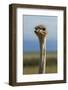 Ostrich, Etosha National Park, Namibia-David Wall-Framed Photographic Print