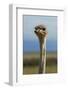 Ostrich, Etosha National Park, Namibia-David Wall-Framed Photographic Print