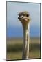 Ostrich, Etosha National Park, Namibia-David Wall-Mounted Photographic Print