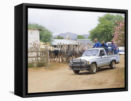 Ostrich Farm in Oudtshoorn, Little Karoo, South Affrica-Fraser Hall-Framed Stretched Canvas