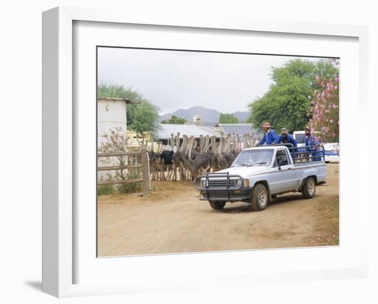 Ostrich Farm in Oudtshoorn, Little Karoo, South Affrica-Fraser Hall-Framed Photographic Print