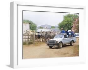 Ostrich Farm in Oudtshoorn, Little Karoo, South Affrica-Fraser Hall-Framed Photographic Print