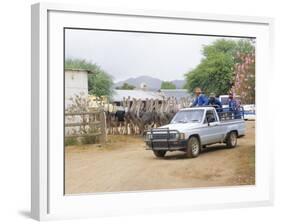 Ostrich Farm in Oudtshoorn, Little Karoo, South Affrica-Fraser Hall-Framed Photographic Print