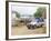 Ostrich Farm in Oudtshoorn, Little Karoo, South Affrica-Fraser Hall-Framed Photographic Print