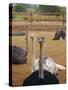 Ostrich Farm in Oudtshoorn, Little Karoo, South Affrica-Amanda Hall-Stretched Canvas