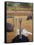 Ostrich Farm in Oudtshoorn, Little Karoo, South Affrica-Amanda Hall-Framed Stretched Canvas
